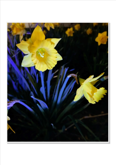 Fluorescent flowers Fluorescent daffodils on the Begbroke Science Park